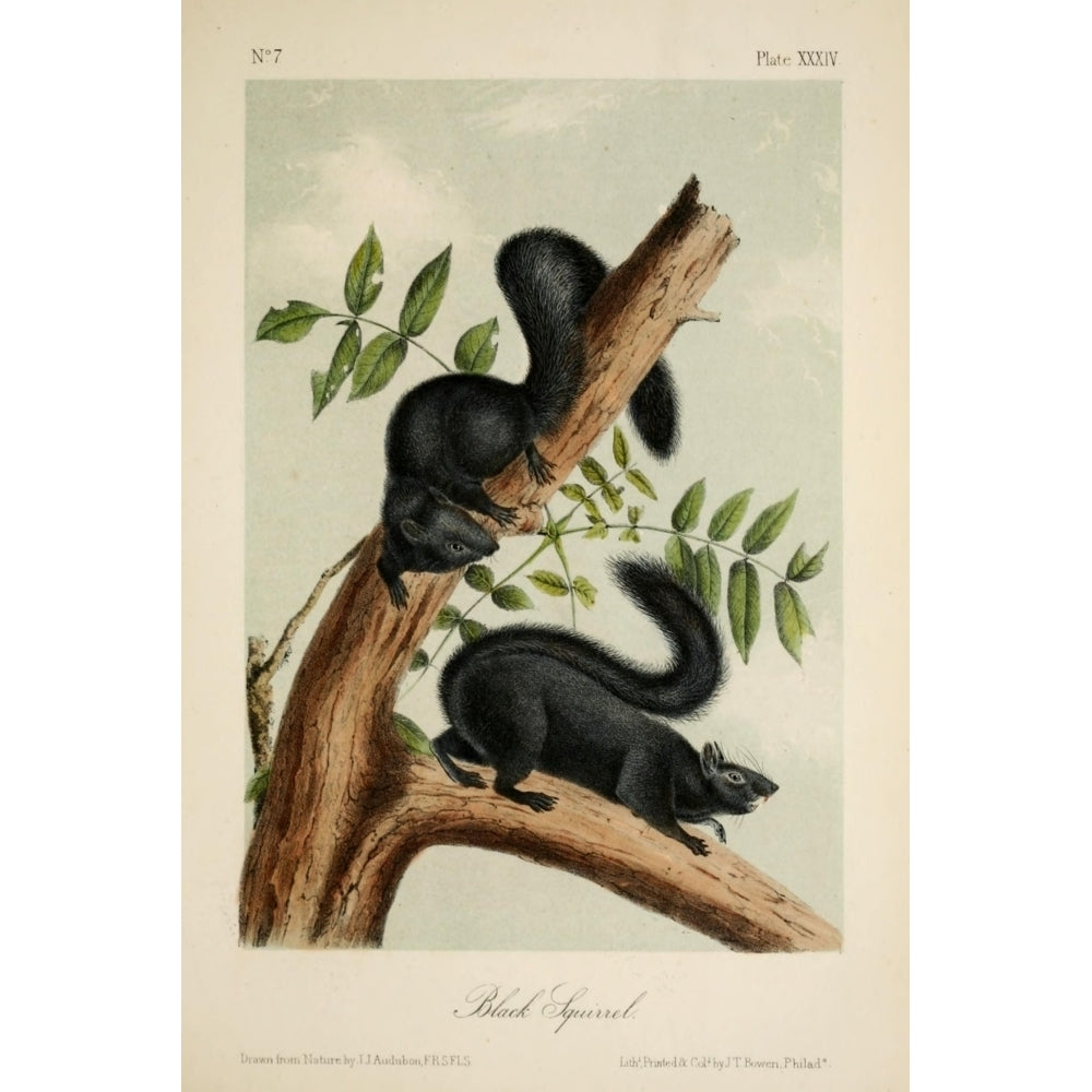 Quadrupeds of N. America 1851 Black Squirrel Poster Print by J.J. Audubon Image 2