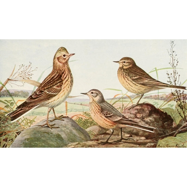 Birds of America 1923 Skylark and Pipit Poster Print by L.A. Fuertes Image 1