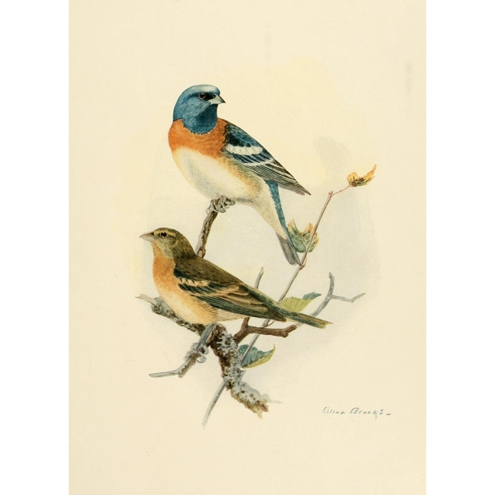 Birds of California 1923 Lazuli Bunting Poster Print by A. Brooks Image 1