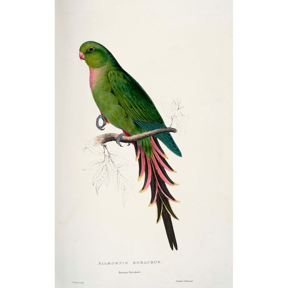 Psittacidae 1832 Roseate Parakeet Poster Print by Edward Lear Image 1