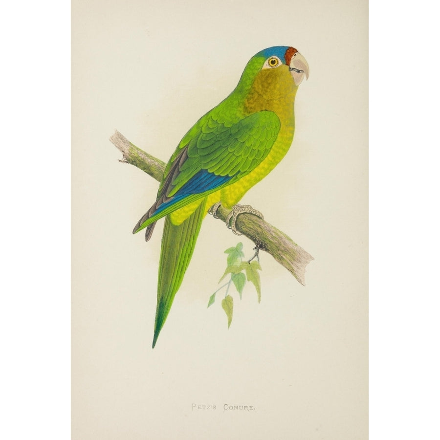 Parrots in Captivity 1884 Petzs Conure Poster Print by A.F. Lydon Image 1