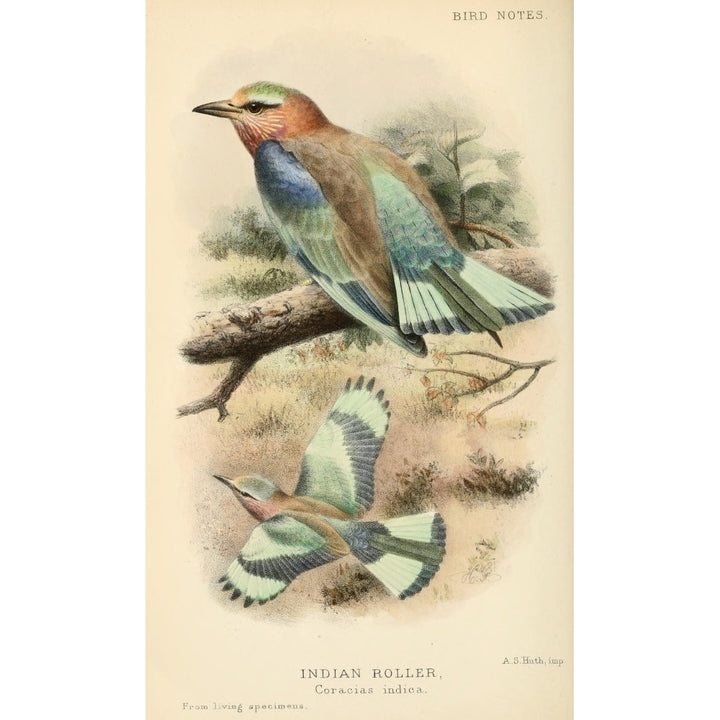 Bird Notes 1902 Indian Roller Poster Print by A.S. Huth Image 1