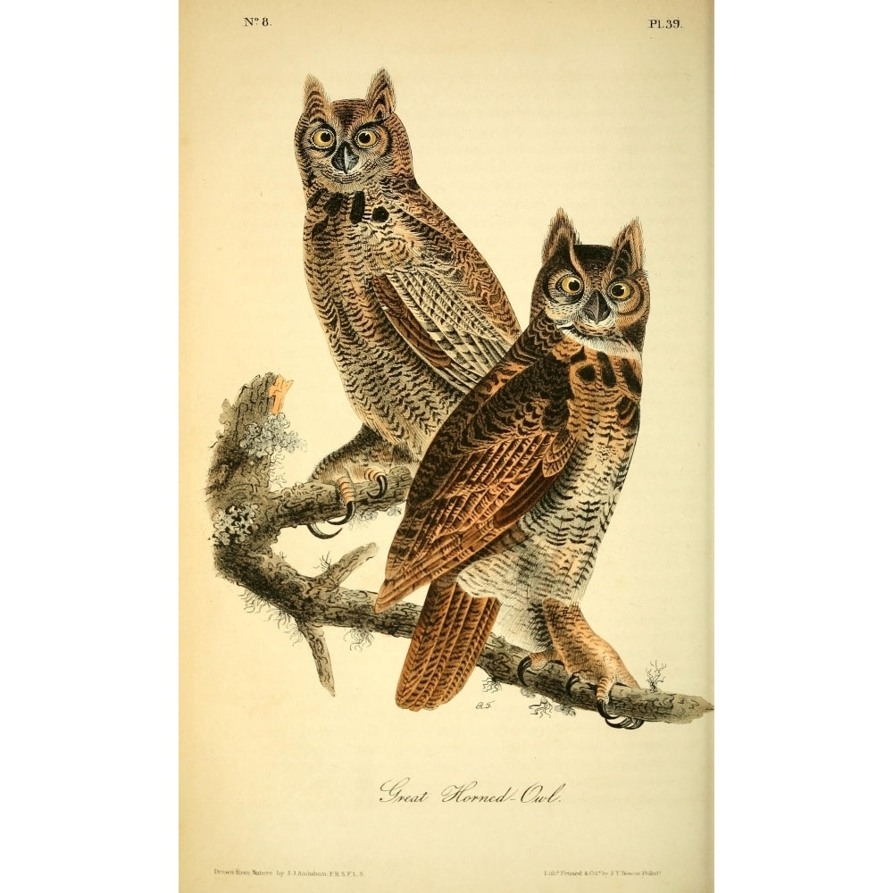 Birds of America 1844 Horned Owl Poster Print by J.J. Audubon Image 2