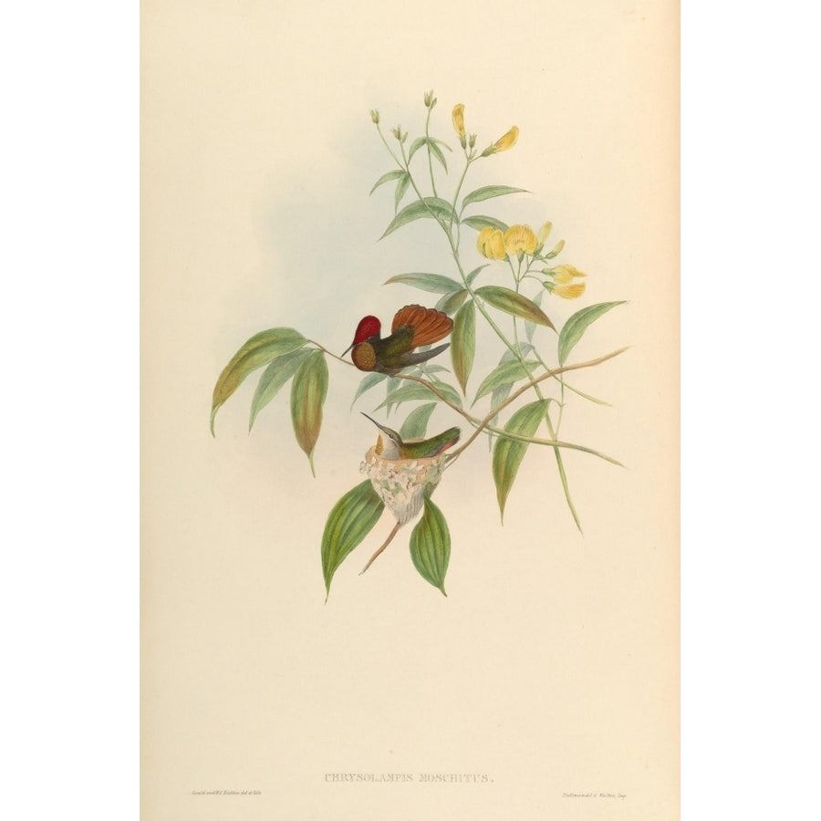 Trochilidae 1861 Ruby-topaz Hummingbird Poster Print by John Gould Image 1