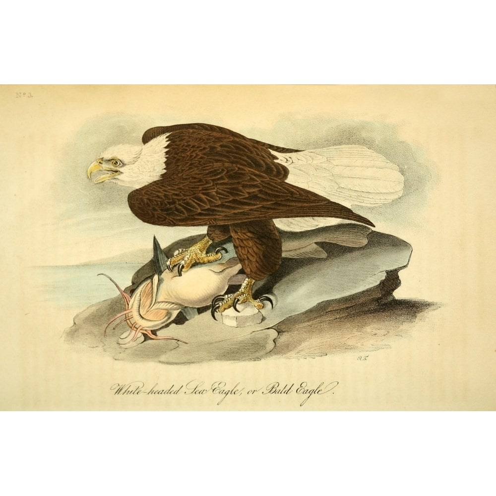 Birds of America 1844 Bald Eagle Poster Print by J.J. Audubon Image 1