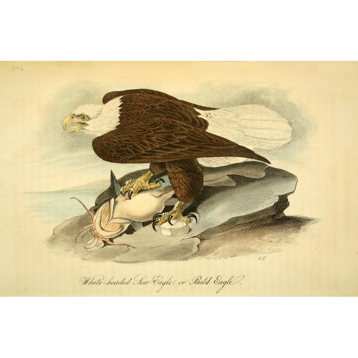 Birds of America 1844 Bald Eagle Poster Print by J.J. Audubon Image 2