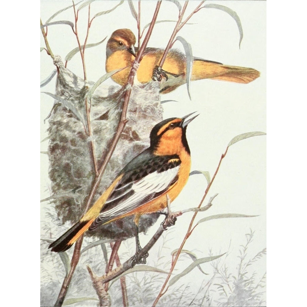 Birds of Washington 1909 Bullock Orioles Poster Print by A. Brooks Image 2