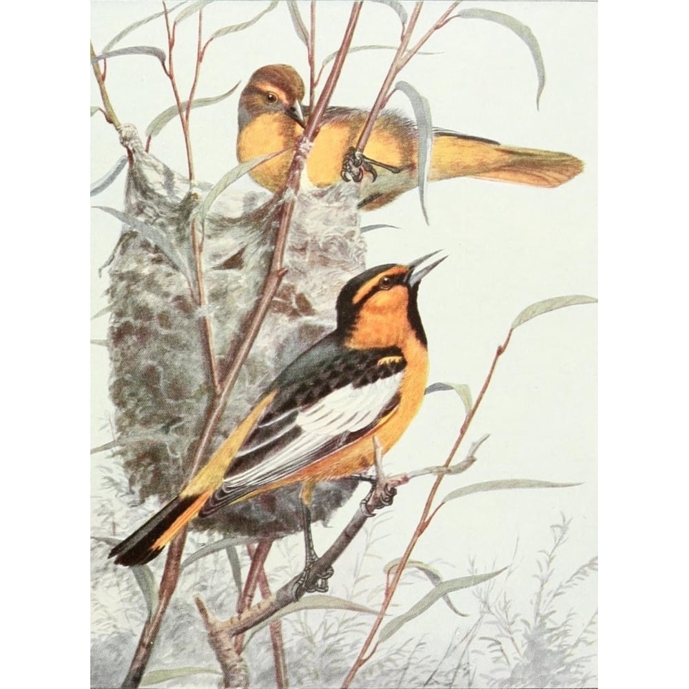 Birds of Washington 1909 Bullock Orioles Poster Print by A. Brooks Image 1