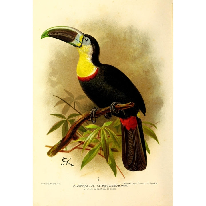 Flying Trip to the Tropics 1898 Toucan Poster Print by J.G. Keulemans Image 1