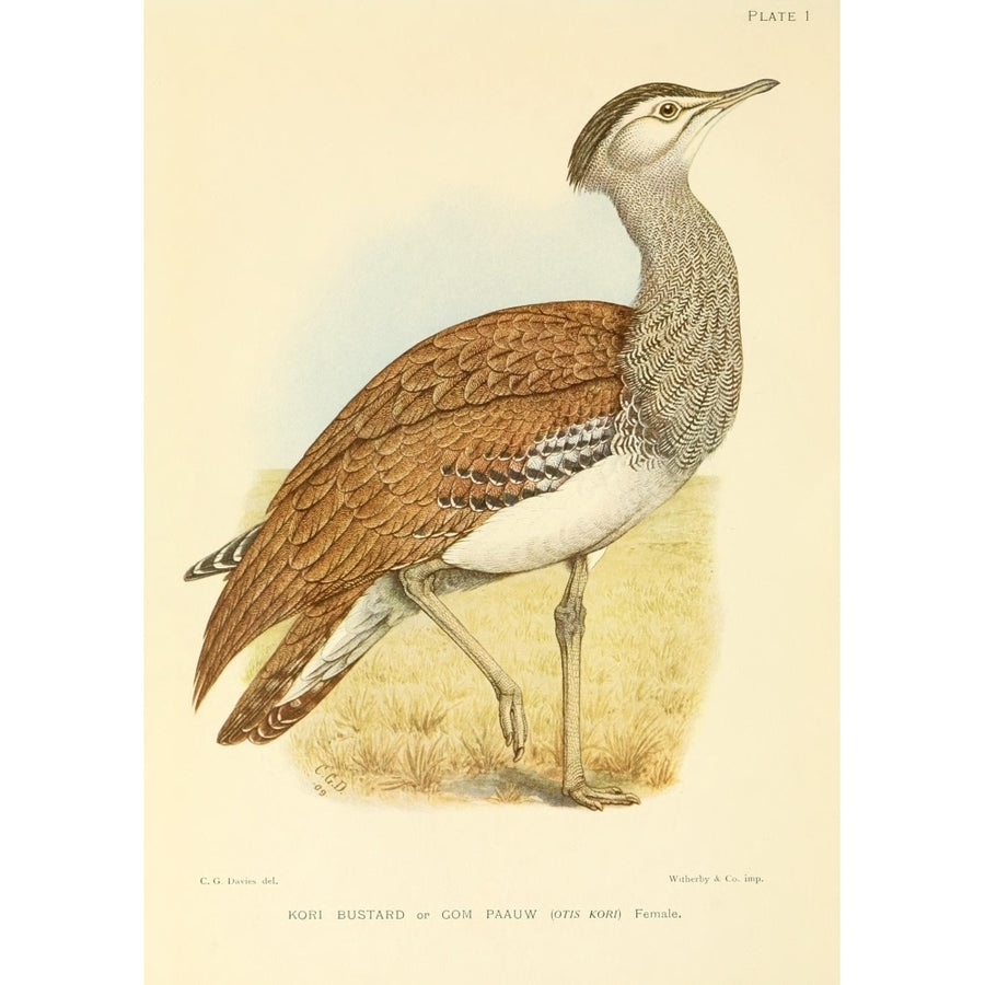 The Game-birds and Water-fowl of South Africa 1912 Kori Bustard Poster Print by Sergeant Charles G. Davis Image 1