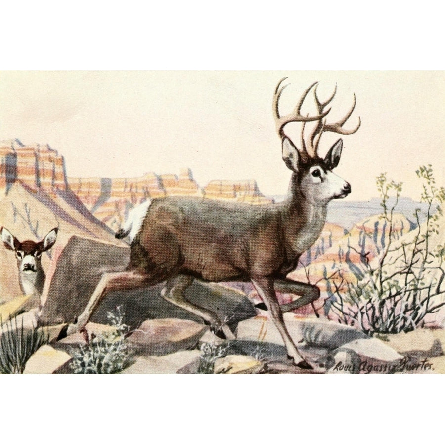 Burgess Animal Book for Children 1920 Mule Deer Poster Print by L.A. Fuertes Image 1