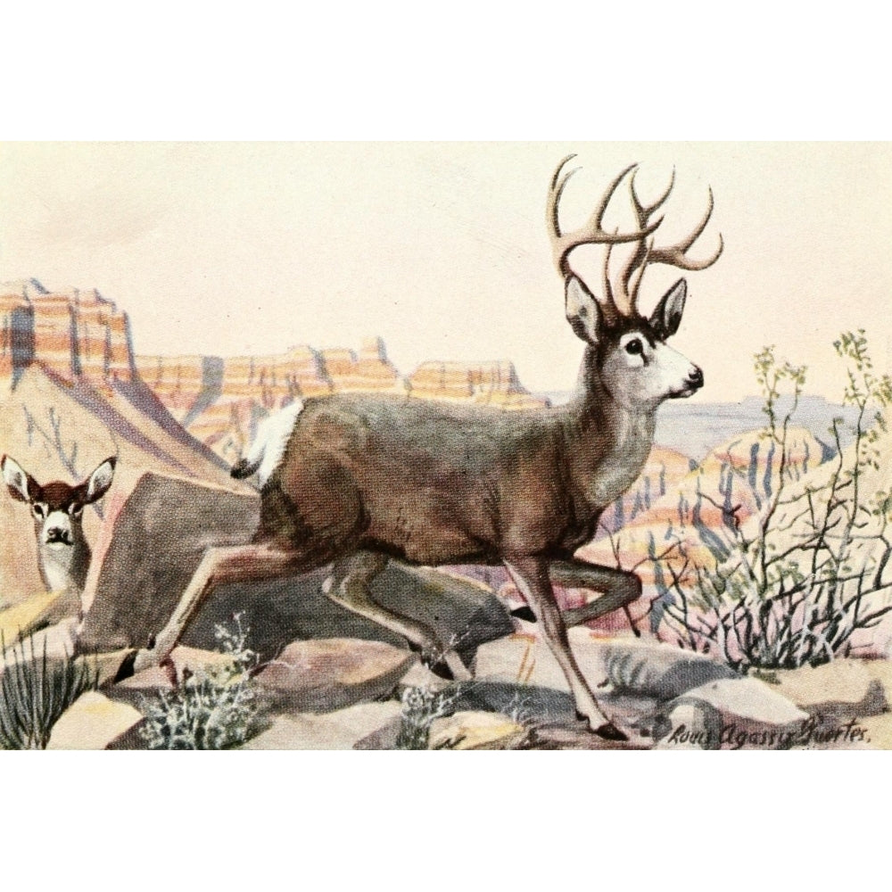 Burgess Animal Book for Children 1920 Mule Deer Poster Print by L.A. Fuertes Image 2