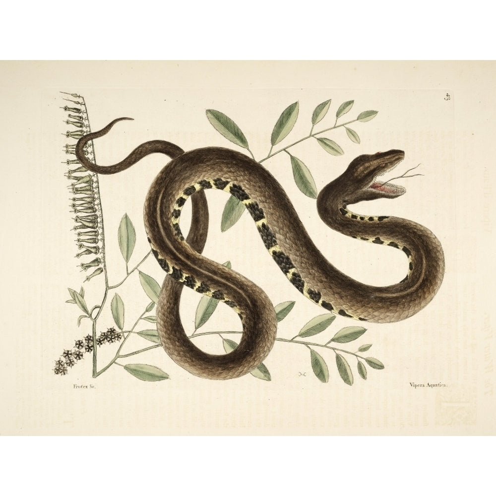 Water Viper Poster Print by Mark Catesby Image 1