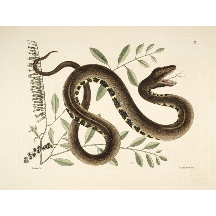 Water Viper Poster Print by Mark Catesby Image 2