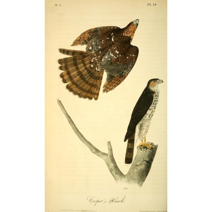 Birds of America 1844 Coopers Hawk Poster Print by J.J. Audubon Image 2