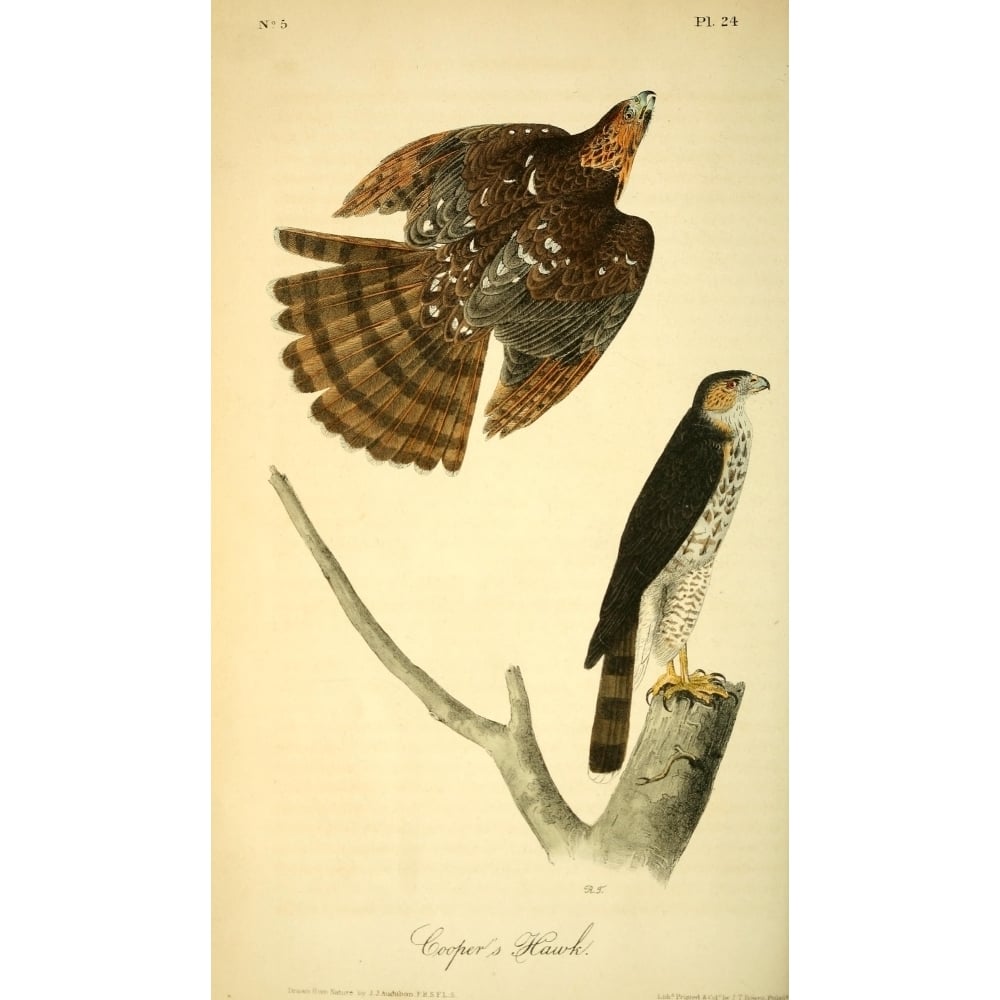 Birds of America 1844 Coopers Hawk Poster Print by J.J. Audubon Image 1