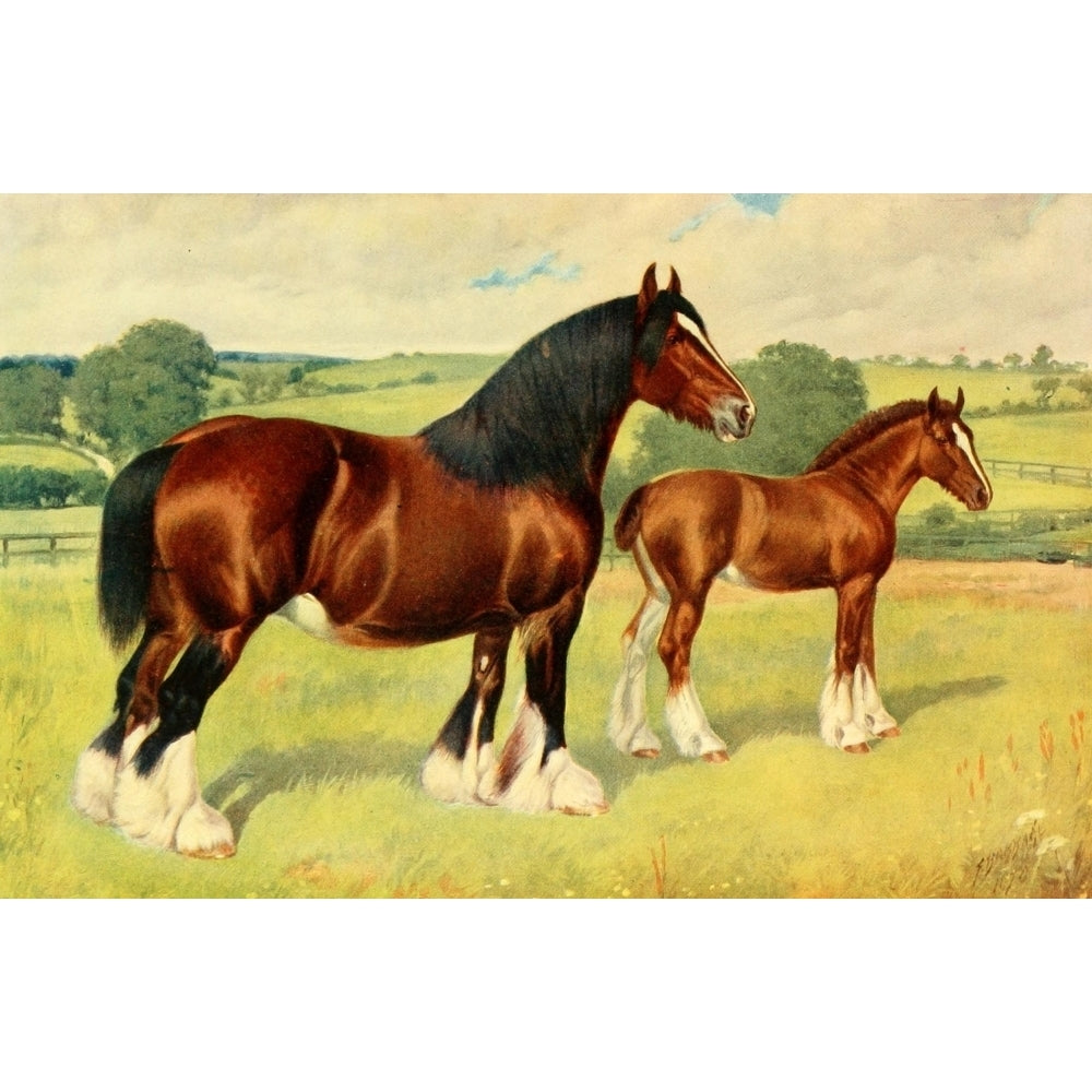 The Horse 1906 Shire Mare and Foal Wykeham Mabel Poster Print by Frank Babbage Image 1