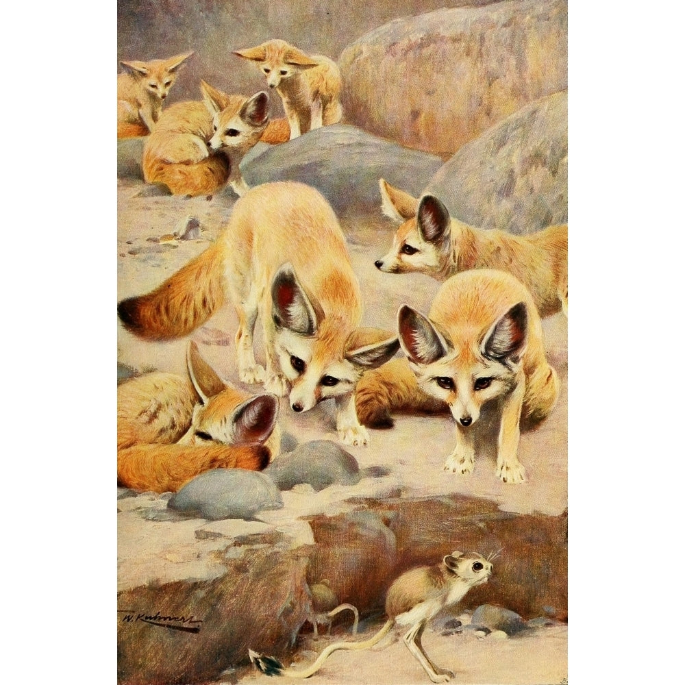 Wild Life of the World 1916 Fennec Fox and Jerboa Poster Print by Friedrich Wilhelm Kuhnert Image 1