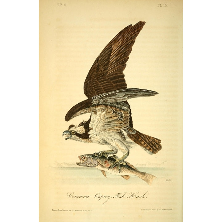 Birds of America 1844 Common Osprey Fish Hawk Poster Print by J.J. Audubon Image 1