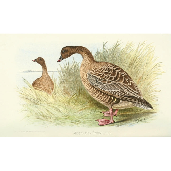 Indian Sporting Birds 1915 Pink-footed Goose Poster Print by Foster. W.H. Image 2