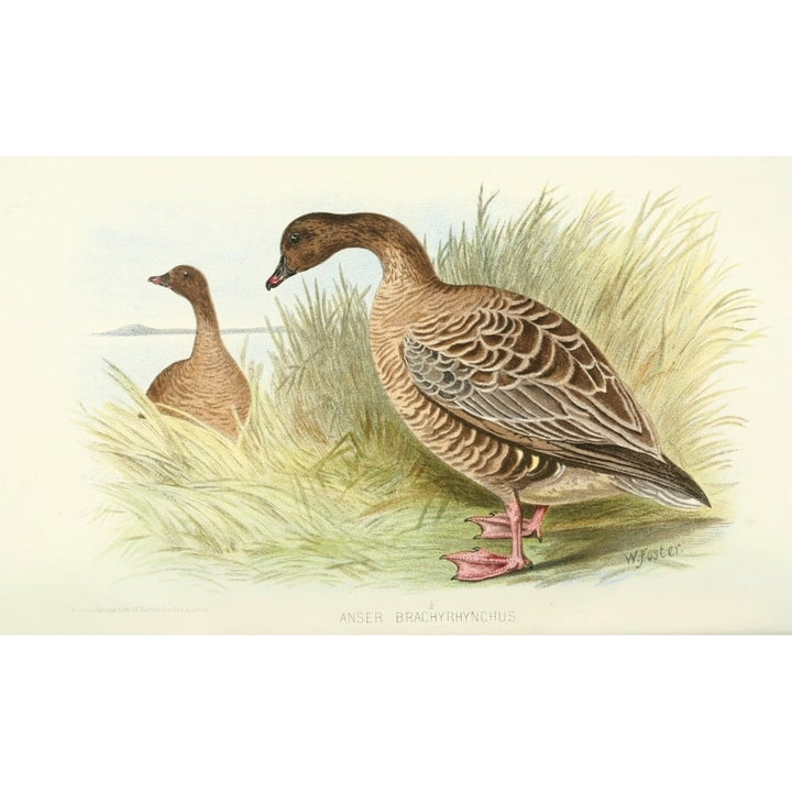 Indian Sporting Birds 1915 Pink-footed Goose Poster Print by Foster. W.H. Image 1