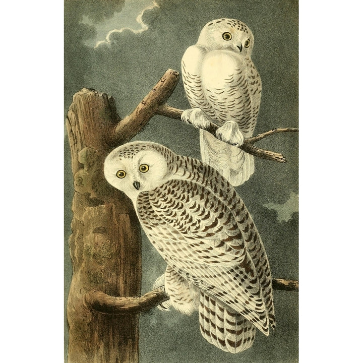 Birds of America 1840 Snowy Owls Poster Print by J.J. Audubon Image 1