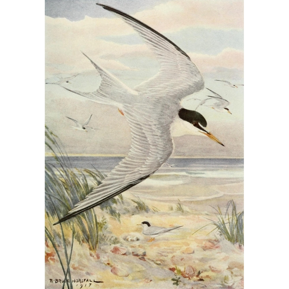 Bird-Lore 1922 Least Tern Poster Print by R.B. Horsfall Image 1