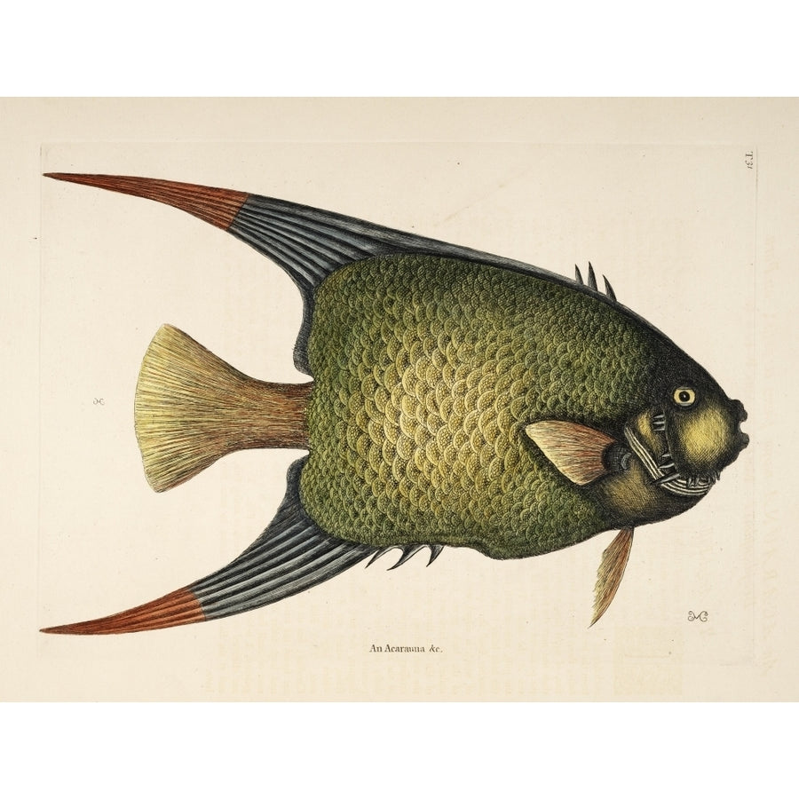 Angel-fish Poster Print by Mark Catesby Image 1