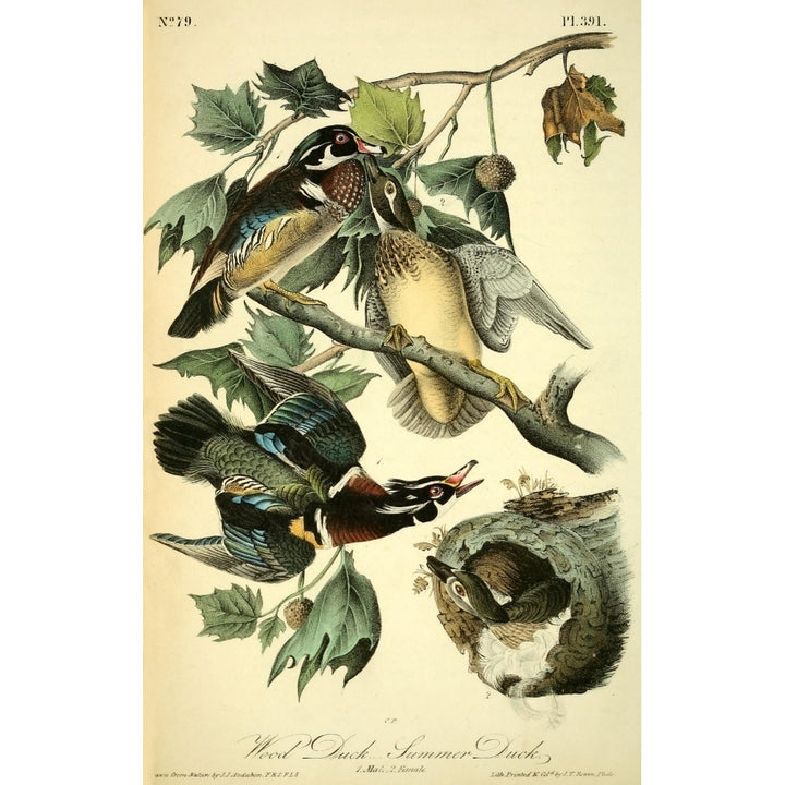 Birds of America 1844 Wood Duck Poster Print by J.J. Audubon Image 1