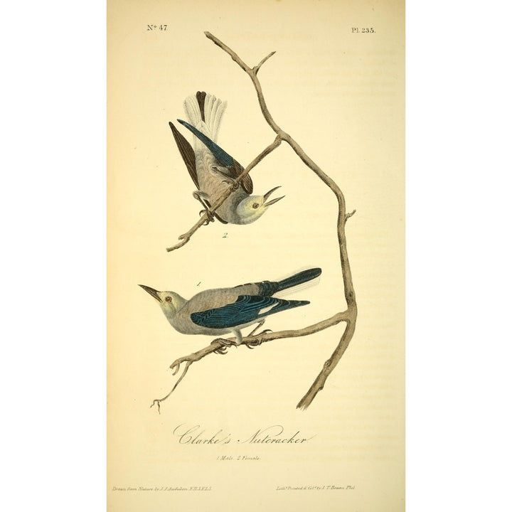 Birds of America 1844 Clarks Nutcracker Poster Print by J.J. Audubon Image 1