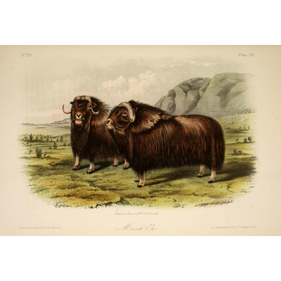 Quadrupeds of N. America 1851 Musk Ox Poster Print by J.W. Audubon Image 1