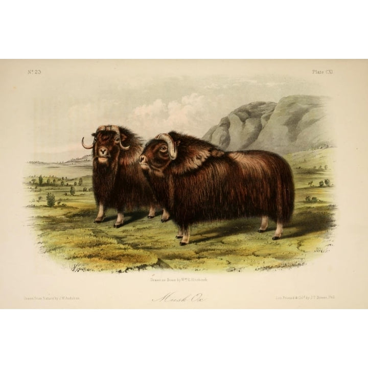 Quadrupeds of N. America 1851 Musk Ox Poster Print by J.W. Audubon Image 1