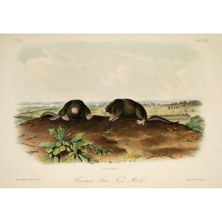 Quadrupeds of N. America 1851 Common Star-nose Mole Poster Print by J.J. Audubon Image 2