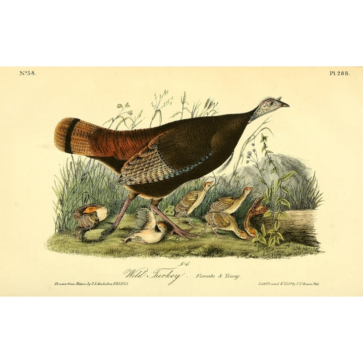 Birds of America 1844 Wild Turkey 2 Poster Print by J.J. Audubon Image 1