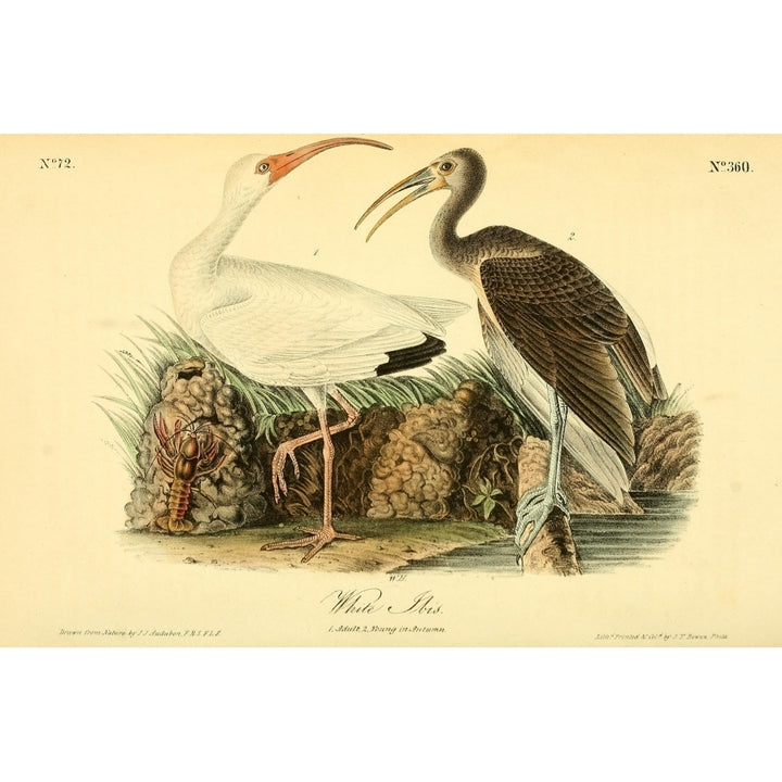 Birds of America 1844 White Ibis Poster Print by J.J. Audubon Image 2