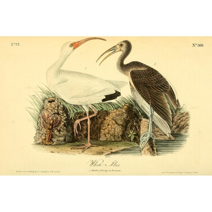 Birds of America 1844 White Ibis Poster Print by J.J. Audubon Image 1