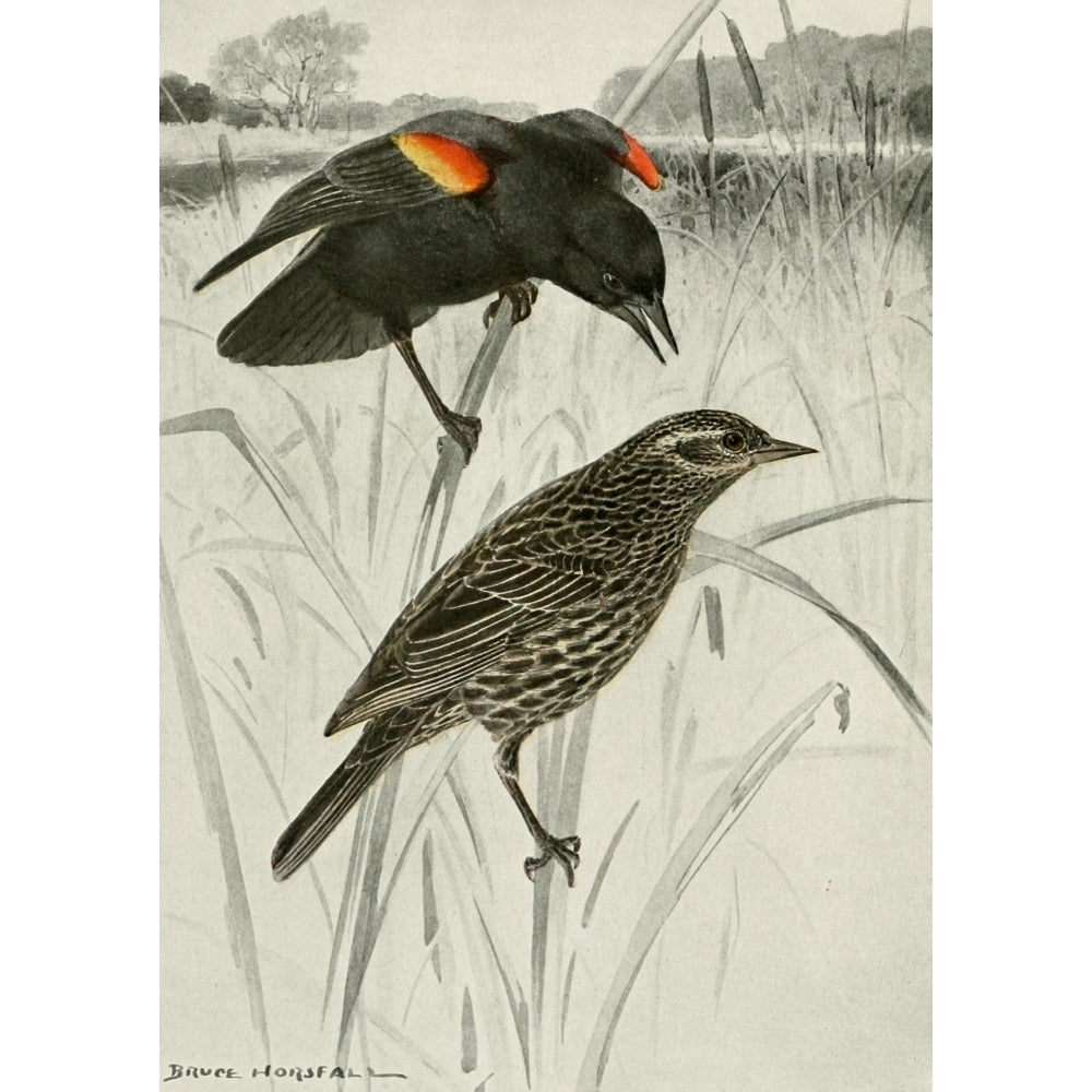 Bird-Lore 1922 Red-winged Blackbird Poster Print by R.B. Horsfall Image 1