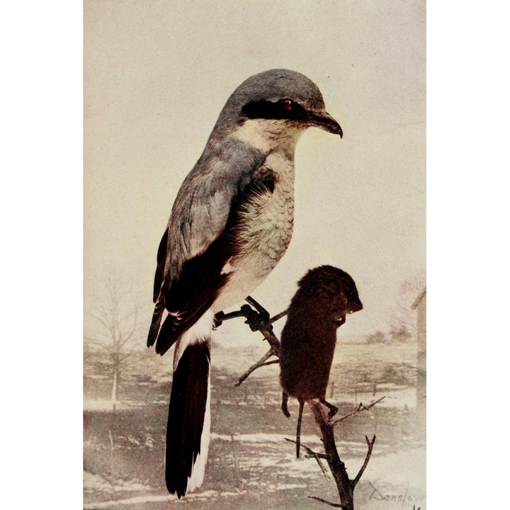 Bird Neighbors 1904 Shrike Poster Print by Henry C. Denslow Image 1