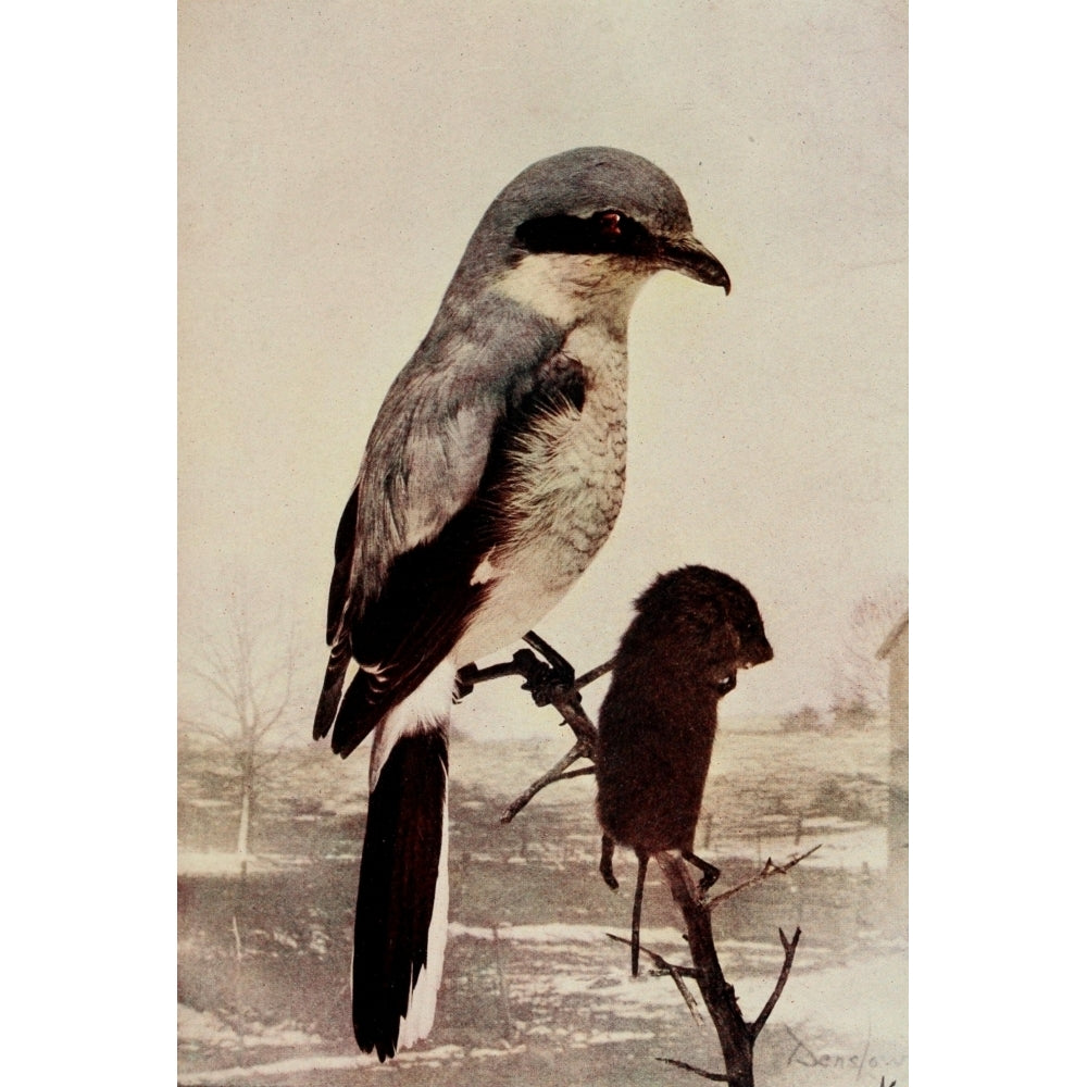 Bird Neighbors 1904 Shrike Poster Print by Henry C. Denslow Image 2