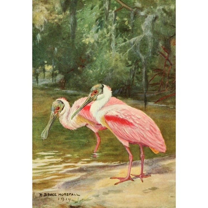 American Natural History 1914 Roseate Spoonbills Poster Print by R.B. Horsfall Image 1