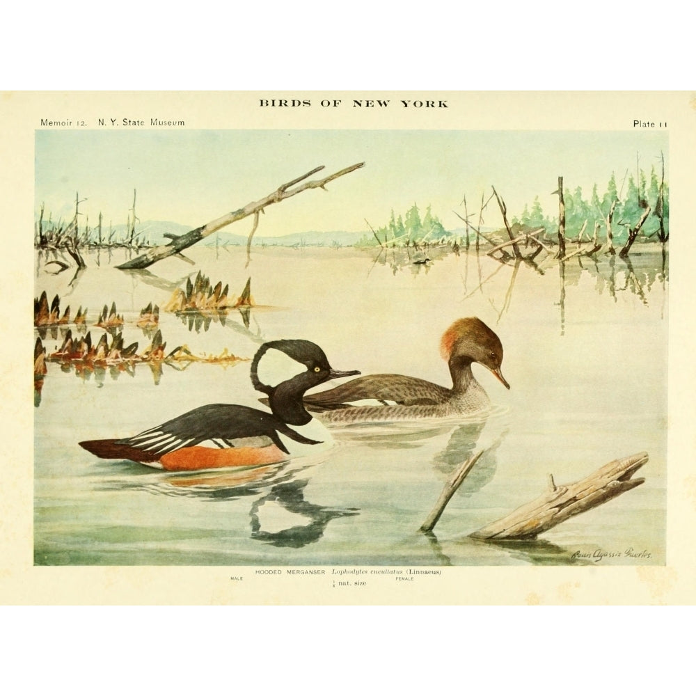 Birds of NY 1914 Hooded Merganser Poster Print by L.A. Fuertes Image 1