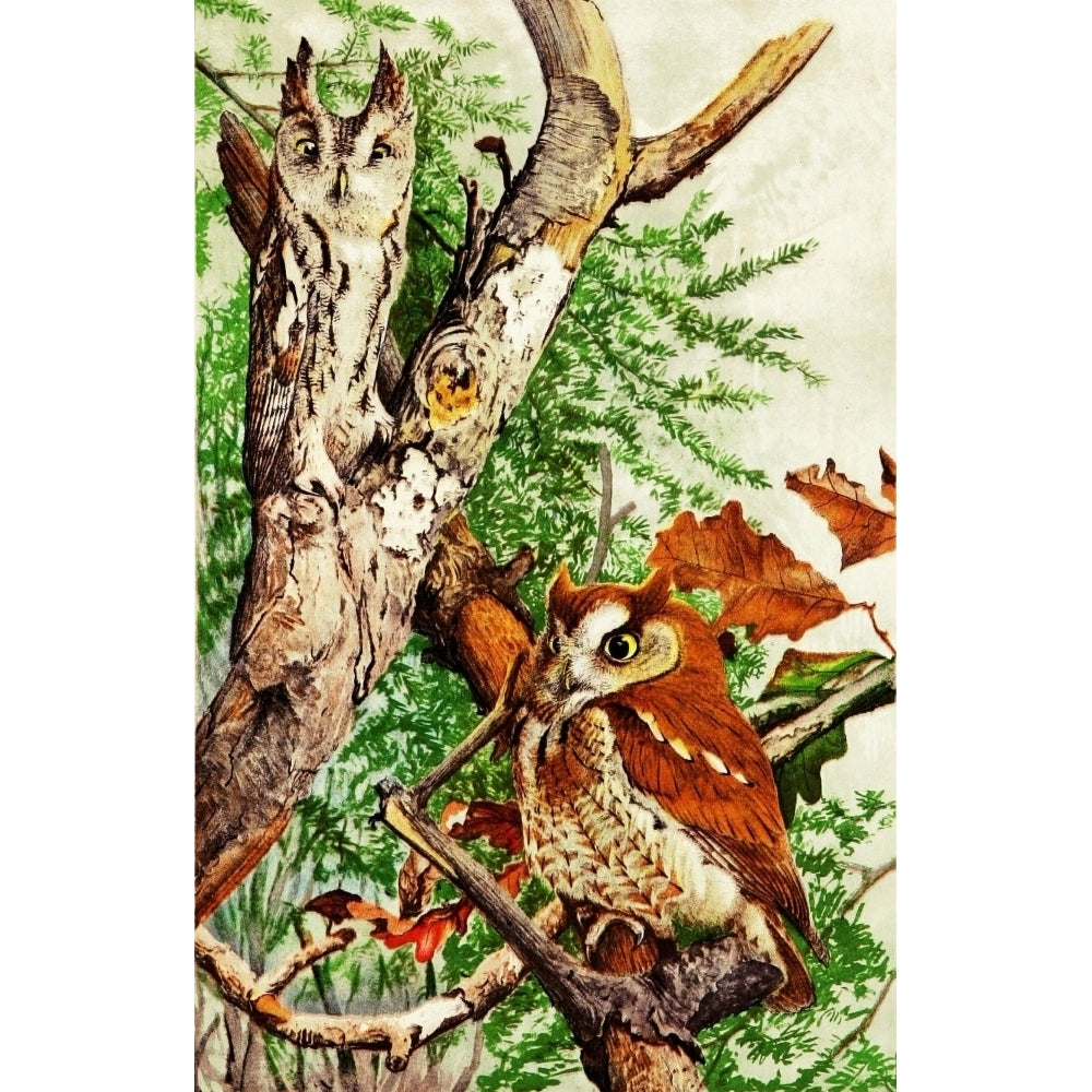 Bird Paintings 1900 Screech Owl Poster Print by L.A. Fuertes Image 2