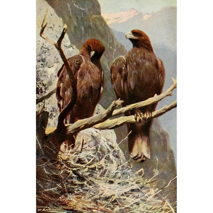 Wild Life of the World 1916 Golden Eagle Poster Print by F.W. Kuhnert Image 1