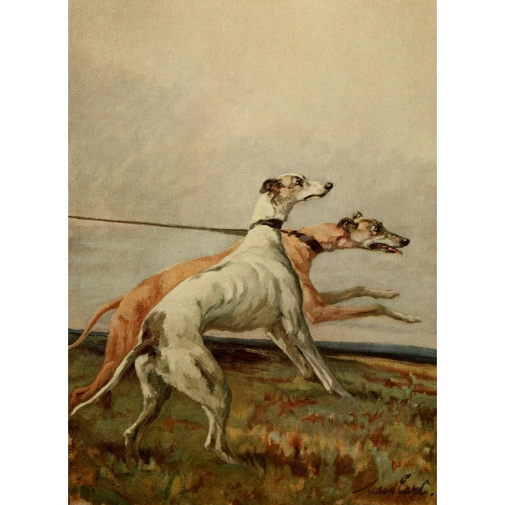 Power of the Dog 1910 Greyhounds Poster Print by Maud Earl Image 1