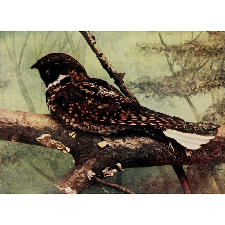 Bird Neighbors 1904 Whip-poor-will Poster Print by Henry C. Denslow Image 1