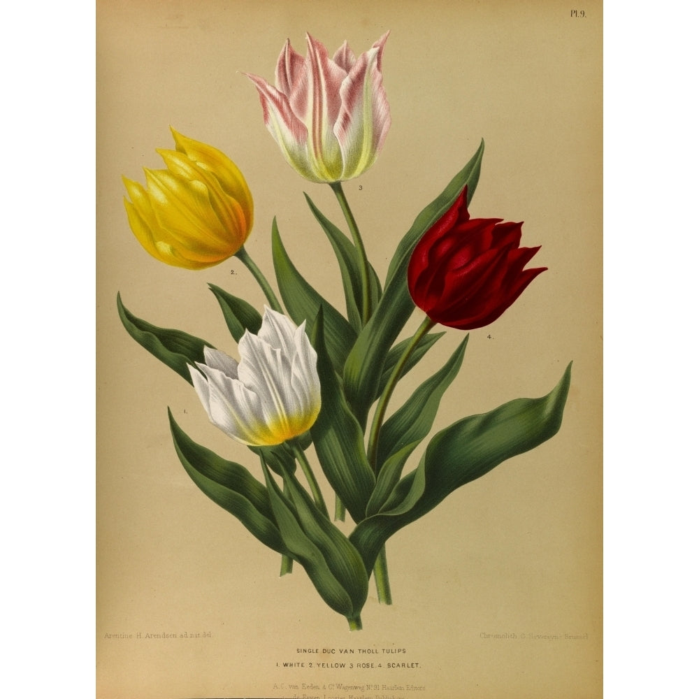 Haarlems Flora 1872 Duc Van Tholl Tulips Poster Print by Arentine H. Arendsen Image 2