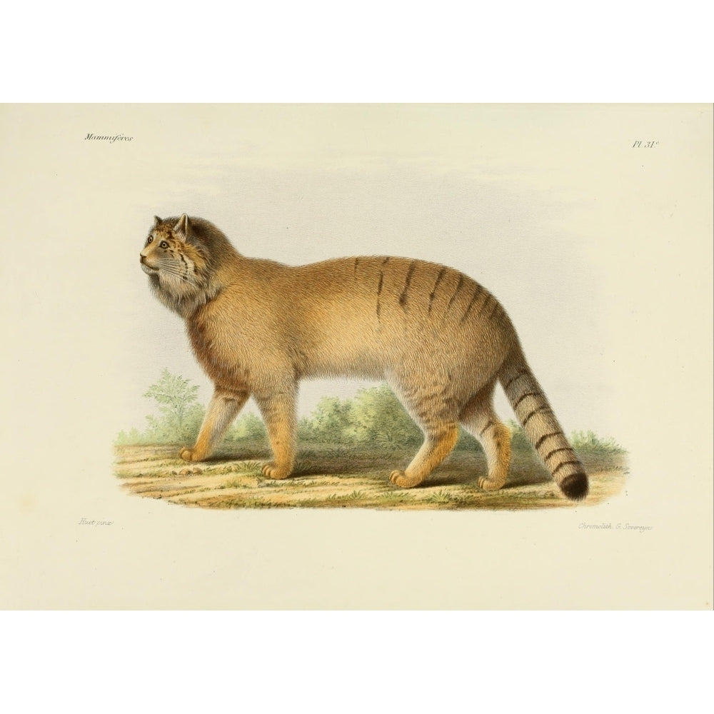 Des Mammif res 1868 Pallass Cat Poster Print by Huet Image 1