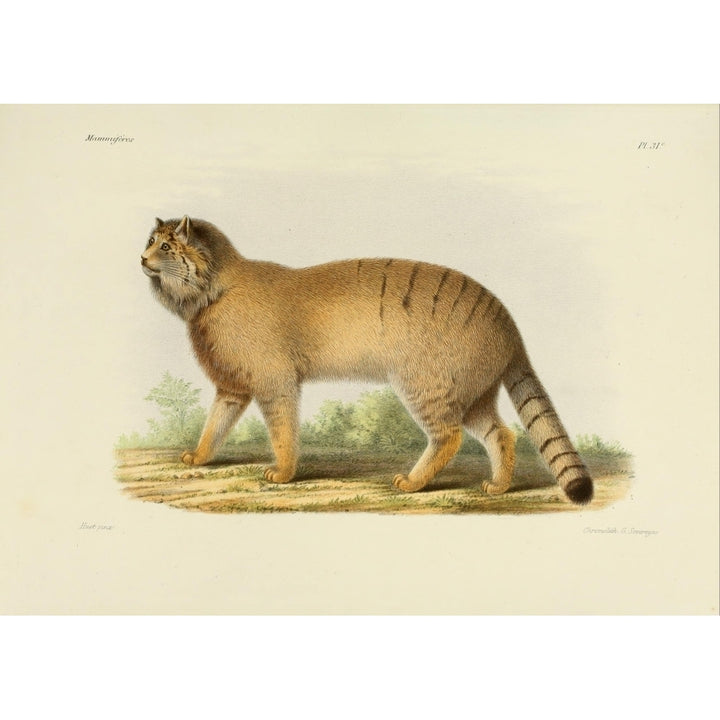 Des Mammif res 1868 Pallass Cat Poster Print by Huet Image 2