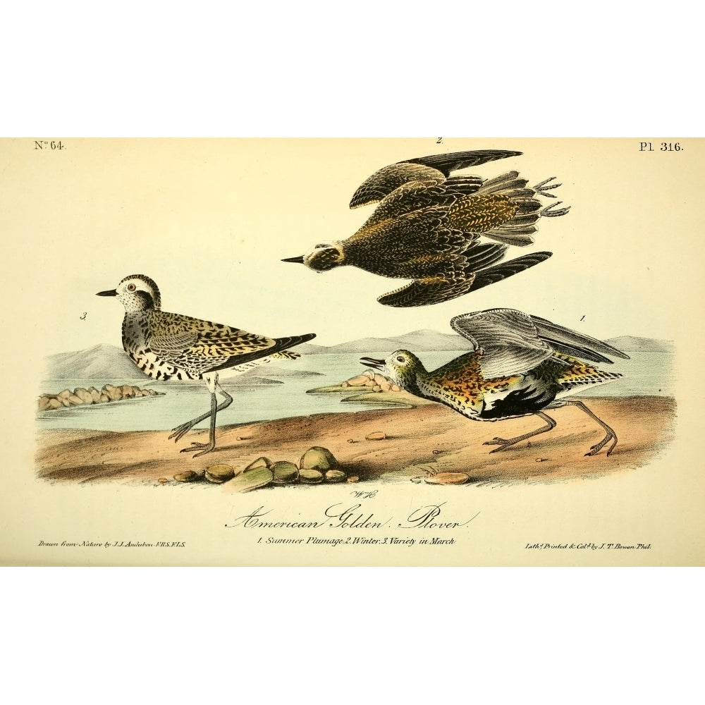 Birds of America 1844 American Golden Plover Poster Print by J.J. Audubon Image 1