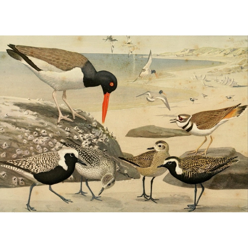 Birds of Massachusetts 1925 Oyster-catcher Plovers Poster Print by L.A. Fuertes Image 2